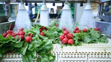 الجبيل-45-ألف-متر-لـ-«تحويلية-الخضار».-وتعزيز-للأمن-الغذائي