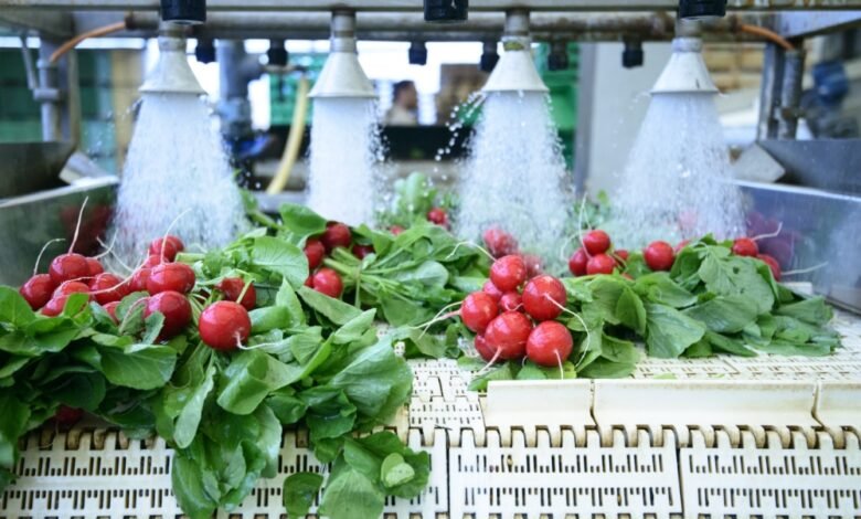 الجبيل-45-ألف-متر-لـ-«تحويلية-الخضار».-وتعزيز-للأمن-الغذائي