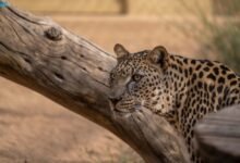 محافظة-العُلا.-ريادة-في-صون-الحياة-الفطرية-وتعزيز-التنوع-الأحيائي