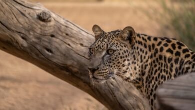 محافظة-العُلا.-ريادة-في-صون-الحياة-الفطرية-وتعزيز-التنوع-الأحيائي