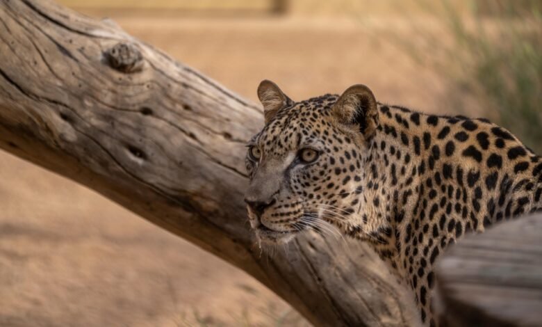 محافظة-العُلا.-ريادة-في-صون-الحياة-الفطرية-وتعزيز-التنوع-الأحيائي