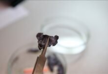 برقائق-نانوية.-علماء-أتراك-يحولون-الحرارة-المهدورة-إلى-كهرباء