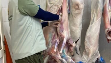 آليات-دقيقة-وتقنيات-حديثة-لضبط-جودة-اللحوم-في-سوق-الدمام-المركزي