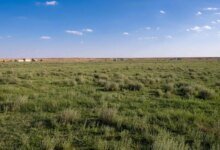 فياض”زبالا-الأثرية”.-لوحة-فنية-ترسمها-الأمطار-وتنعشها-الطلعات-البرية