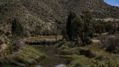 الباحة.-الأمطار-تُكسي-وادي-ضرك-حلة-ربيعية-زاهية