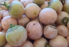 الزراعة:-الرطوبة-الزائدة-والذبابة-البيضاء-تهددان-محصول-البمبر