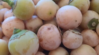 الزراعة:-الرطوبة-الزائدة-والذبابة-البيضاء-تهددان-محصول-البمبر