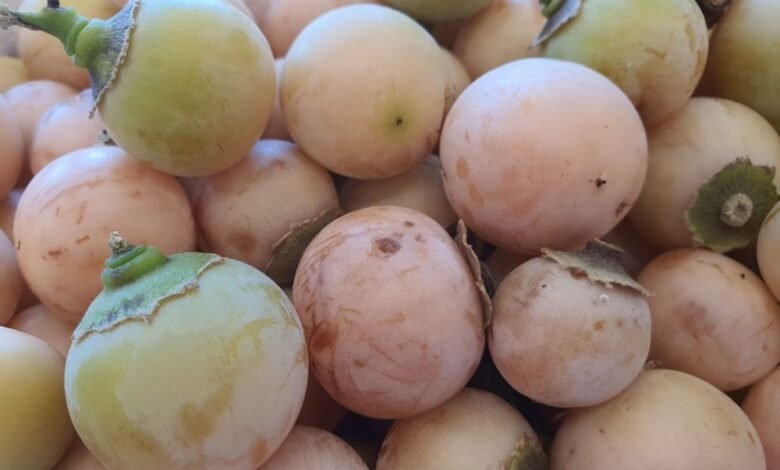 الزراعة:-الرطوبة-الزائدة-والذبابة-البيضاء-تهددان-محصول-البمبر