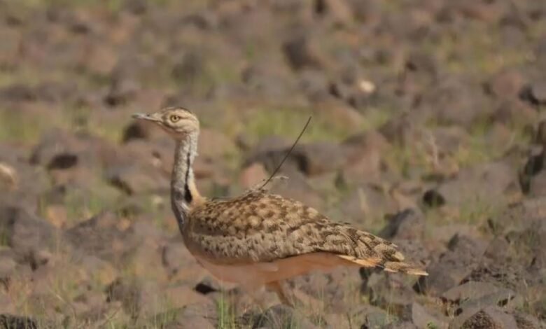 خلال-فصل-الربيع.-السعودية-معبر-مهم-وموطن-آمن-للطيور-المهاجرة
