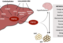 هرمون-قد-يكون-مفتاح-مضاعفة-عمر-الإنسان-وتحسين-جودة-حياته