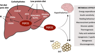 هرمون-قد-يكون-مفتاح-مضاعفة-عمر-الإنسان-وتحسين-جودة-حياته