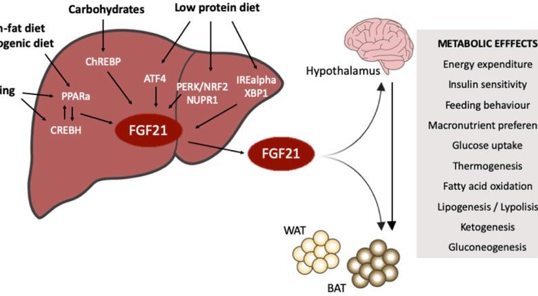 هرمون-قد-يكون-مفتاح-مضاعفة-عمر-الإنسان-وتحسين-جودة-حياته