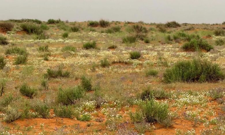 “الأربيان”-تضفي-اللون-الأبيض-الناصع-على-رمال-لينة