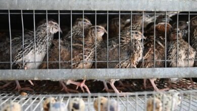 تبوك-تواصل-ريادتها-في-قطاع-السمان-بإنتاج-يتجاوز-2.5-مليون-طائر-شهريًا