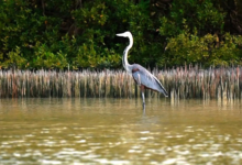 جزيرة-“زُفاف”.-لؤلؤة-فرسانية-تختزن-أسرار-البحر-الأحمر