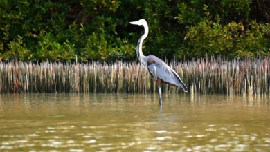 جزيرة-“زُفاف”.-لؤلؤة-فرسانية-تختزن-أسرار-البحر-الأحمر