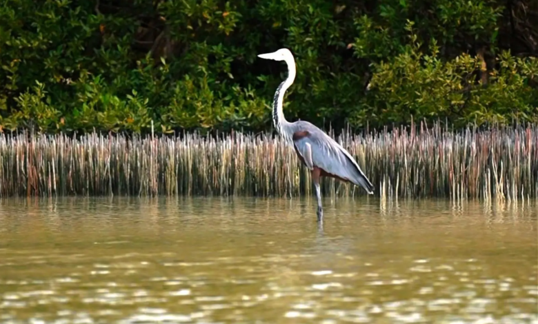 جزيرة-“زُفاف”.-لؤلؤة-فرسانية-تختزن-أسرار-البحر-الأحمر