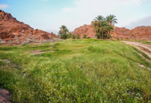 ربيع-أجا.-خضرة-ومياه-تعيد-تشكيل-جمال-الطبيعة-في-حائل