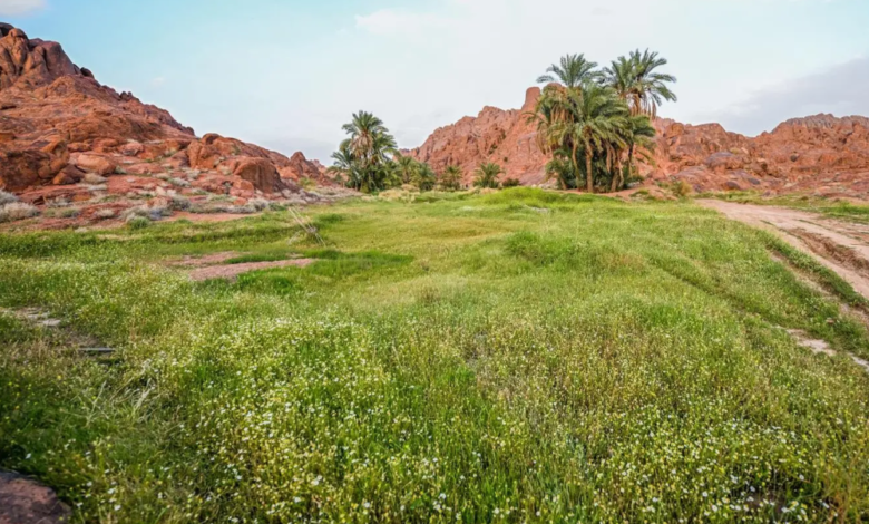 ربيع-أجا.-خضرة-ومياه-تعيد-تشكيل-جمال-الطبيعة-في-حائل