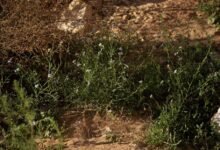 صور|-الغطاء-النباتي-في-الحدود-الشمالية-يجذب-المهتمين-بالرحلات-البرية