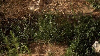 صور|-الغطاء-النباتي-في-الحدود-الشمالية-يجذب-المهتمين-بالرحلات-البرية