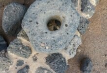 صور-|-قصر-خراش-بفيد-الأثرية.-دور-تاريخي-في-حماية-القوافل-بحائل