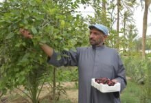 أسرار-«التوت-القطيفي».-كيف-تحول-إلى-صناعة-غذائية-رائجة؟