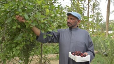 أسرار-«التوت-القطيفي».-كيف-تحول-إلى-صناعة-غذائية-رائجة؟