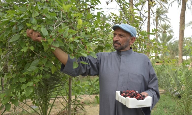 أسرار-«التوت-القطيفي».-كيف-تحول-إلى-صناعة-غذائية-رائجة؟