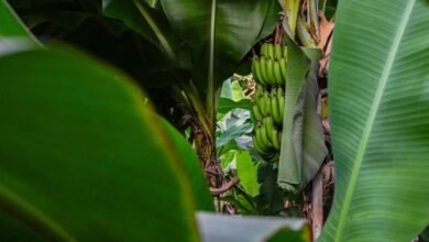 مزارع-الموز-في-الباحة.-منتج-زراعي-يعكس-تنوع-البيئة-والإنتاج-الزراعي