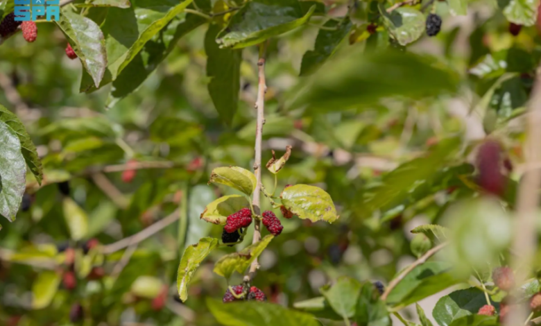 زراعة-التوت.-مبادرات-منزلية-تنمو-نحو-اقتصاد-أسري-مستدام-بالحدود-الشمالية