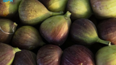 التين-في-جازان.-ثروة-زراعية-وفرص-تحويلية-تعزّز-القيمة-الاقتصادية