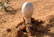 صور.-أجواء-ربيعية-تنعش-هواية-البحث-عن-“العرجون”-في-القصيم