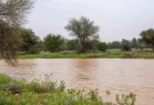 صور-|-القصيم-تكتسي-بالأخضر.-مشاهد-ربيعية-ساحرة-بعد-الأمطار