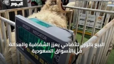 البيع-بالوزن-للأضاحي-يعزز-الشفافية-والعدالة-في-الأسواق-السعودية