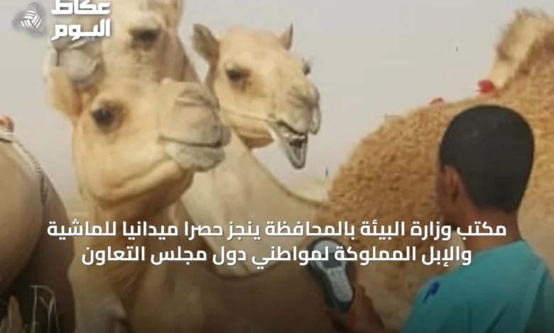 مكتب-وزارة-البيئة-بالمحافظة-ينجز-حصرًا-ميدانيًا-للماشية-والإبل-المملوكة-لمواطني-دول-مجلس-التعاون