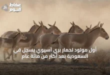 أول-مولود-لحمار-بري-آسيوي-يسجل-في-السعودية-بعد-أكثر-من-مائة-عام