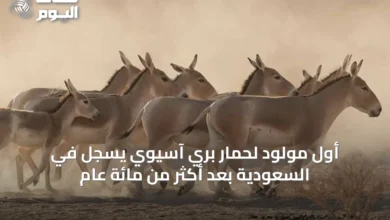 أول-مولود-لحمار-بري-آسيوي-يسجل-في-السعودية-بعد-أكثر-من-مائة-عام