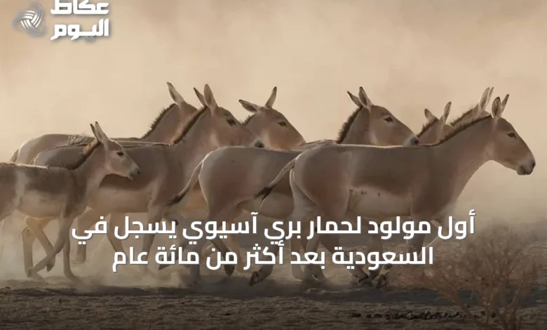أول-مولود-لحمار-بري-آسيوي-يسجل-في-السعودية-بعد-أكثر-من-مائة-عام