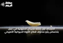 اكتشاف-أول-إصابة-للديدان-الحلزونية-في-عجل-بتكساس-يثير-مخاوف-قطاع-الثروة-الحيوانية-الأمريكي