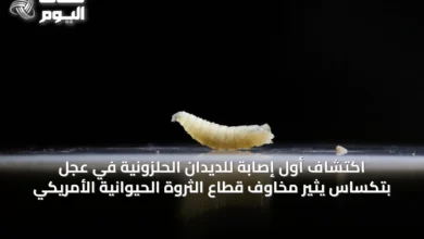 اكتشاف-أول-إصابة-للديدان-الحلزونية-في-عجل-بتكساس-يثير-مخاوف-قطاع-الثروة-الحيوانية-الأمريكي