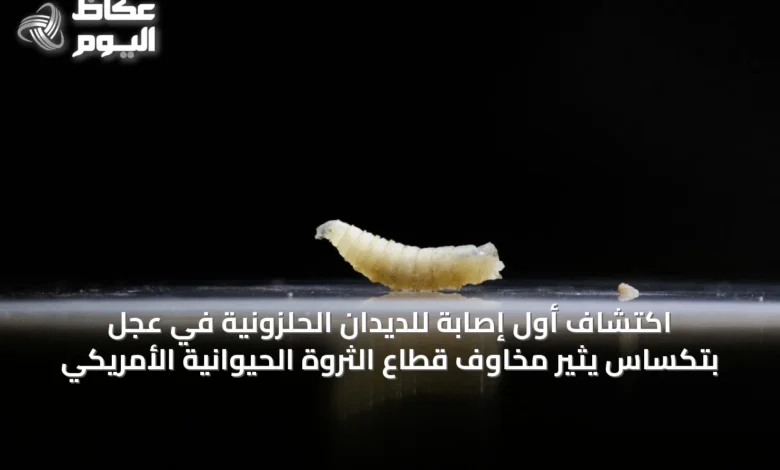 اكتشاف-أول-إصابة-للديدان-الحلزونية-في-عجل-بتكساس-يثير-مخاوف-قطاع-الثروة-الحيوانية-الأمريكي