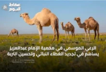 الرعي-الموسمي-في-محمية-الإمام-عبدالعزيز-يساهم-في-تجديد-الغطاء-النباتي-وتحسين-التربة