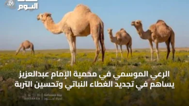 الرعي-الموسمي-في-محمية-الإمام-عبدالعزيز-يساهم-في-تجديد-الغطاء-النباتي-وتحسين-التربة