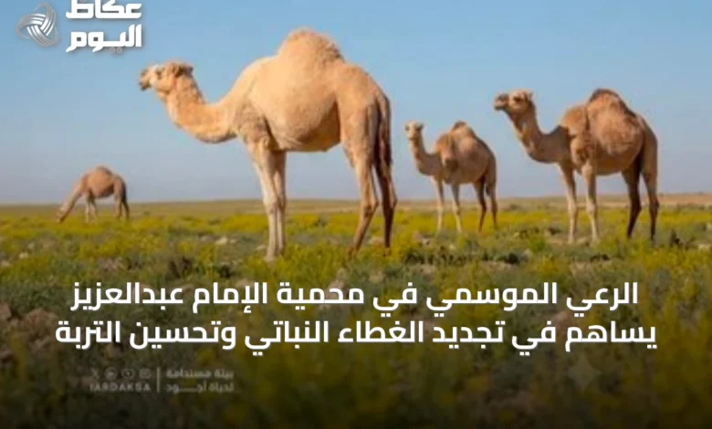 الرعي-الموسمي-في-محمية-الإمام-عبدالعزيز-يساهم-في-تجديد-الغطاء-النباتي-وتحسين-التربة