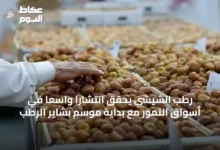 رطب-الشيشي-يحقق-انتشارًا-واسعًا-في-أسواق-التمور-مع-بداية-موسم-بشاير-الرطب