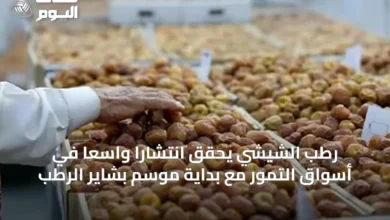 رطب-الشيشي-يحقق-انتشارًا-واسعًا-في-أسواق-التمور-مع-بداية-موسم-بشاير-الرطب