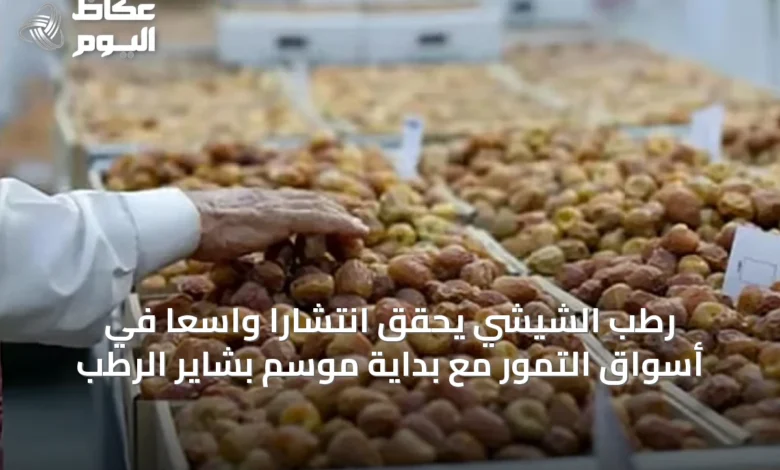 رطب-الشيشي-يحقق-انتشارًا-واسعًا-في-أسواق-التمور-مع-بداية-موسم-بشاير-الرطب