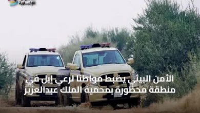 الأمن-البيئي-يضبط-مواطنًا-لرعي-إبل-في-منطقة-محظورة-بمحمية-الملك-عبدالعزيز