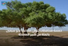 خمسة-محافظات-تتولى-معالجة-نحو-سبعين-بالمئة-من-شجر-المملكة